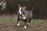 AMSTAFF ADULT 374